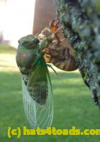 /home//u458753944/public_html/sourcegallery//Insects and small critters/aphids cicadas lanternflies and true bugs (Hemiptera)/P1030060.JPG